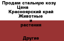Продам стальную козу › Цена ­ 7 000 - Красноярский край Животные и растения » Другие животные   